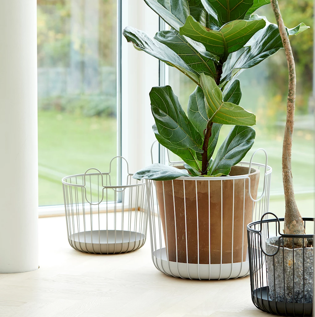 Inu kurv, Black Inu kurv, Black